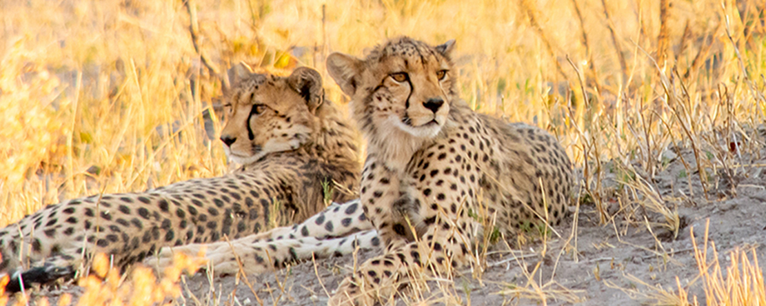 8 Days Cheetah Trails